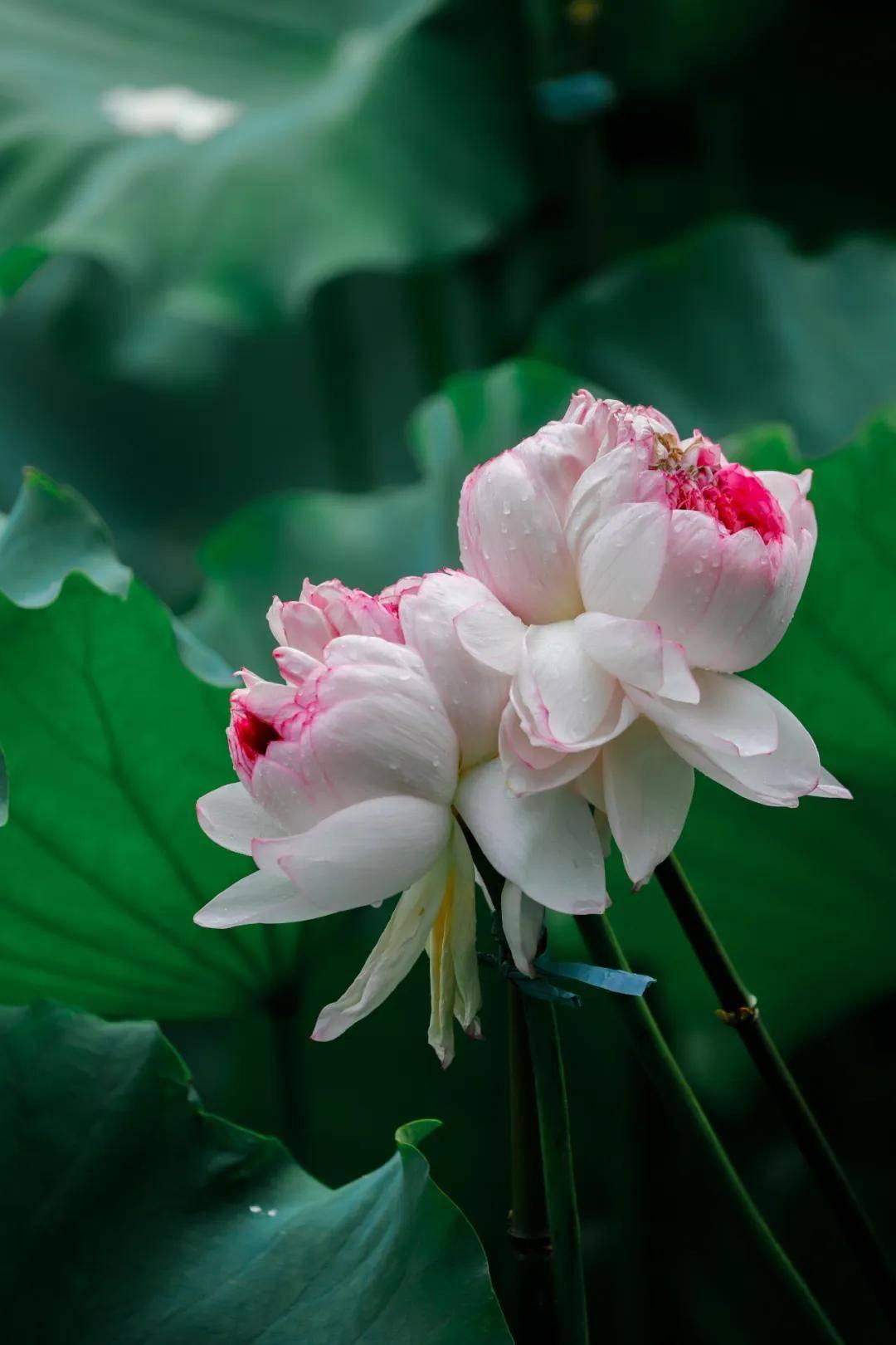 并蒂花1.jpg